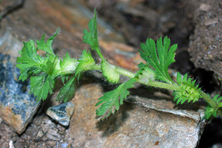 Aphanes floribunda / Ventaglina maggiore